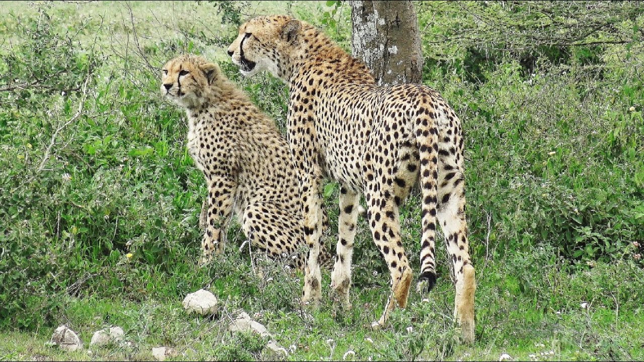 Tansania-Safari Teil 2