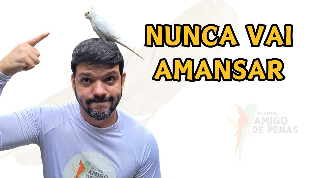 POR QUE SUA CALOPSITA NÃO AMANSA? (5 ERROS QUE TRAVAM TUDO)