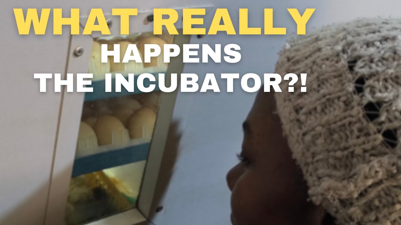 What Really Happens Inside an Incubator? Kienyeji Chicks Hatching at Cholla Ventures