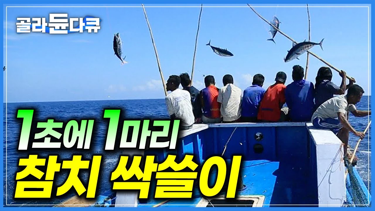 20분 만에 1톤! 비처럼 쏟아지는 물고기에 배는 이미 만선｜달랑 낚싯대 하나로 참치 쓸어담는 어부들｜천혜의 바다 인도네시아 플로레스 섬｜세계테마기행｜#골라듄다큐