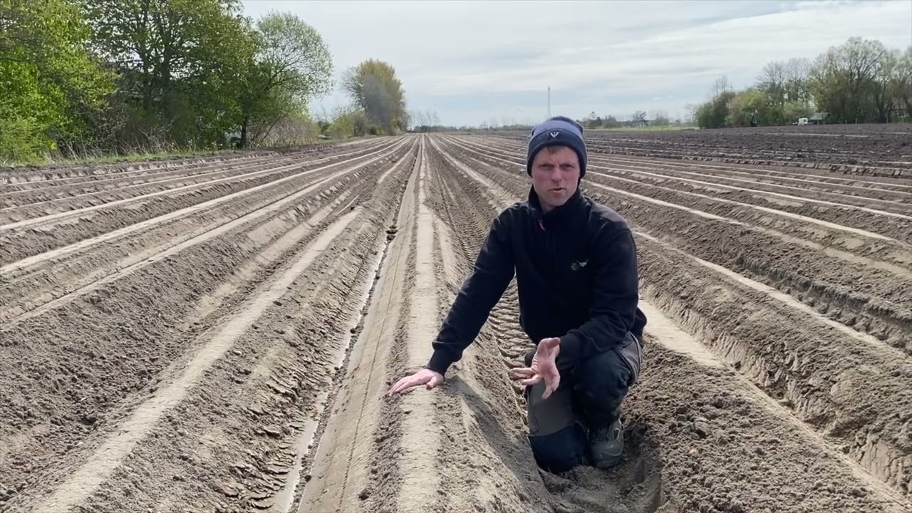 Uge 17   Kartoffellægning i marken