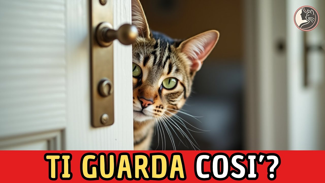 Cosa Pensa Davvero il Tuo Gatto Quando Ti Guarda Così? 👀