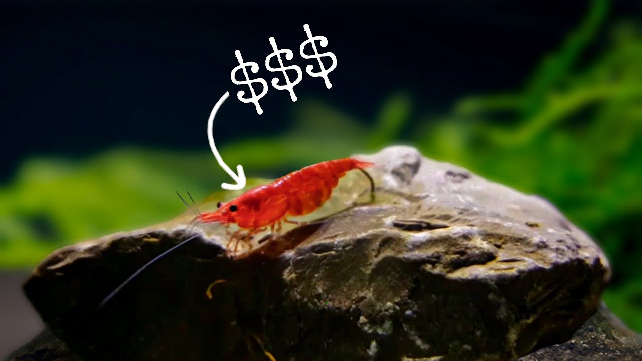Breeding shrimp for profit: which shrimp is the best?