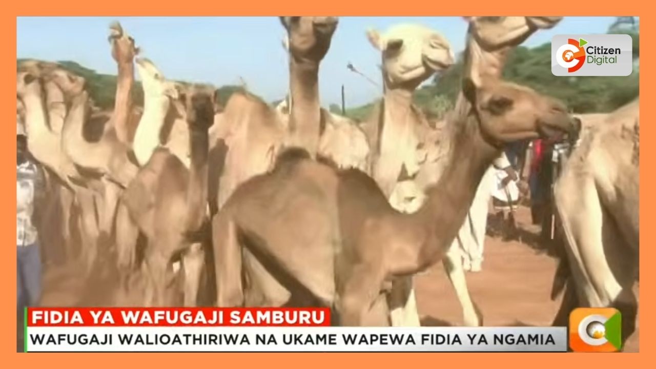 Wafugaji walioathiriwa na ukame wapewa fidia ya ngamia Samburu