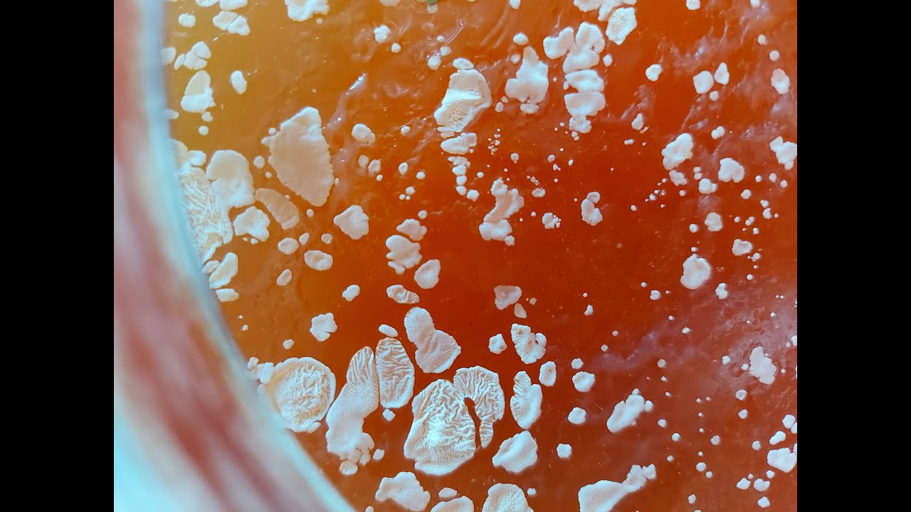 Kombucha contaminado - Identificando mofo, exemplos visuais, aula Enzo Neto