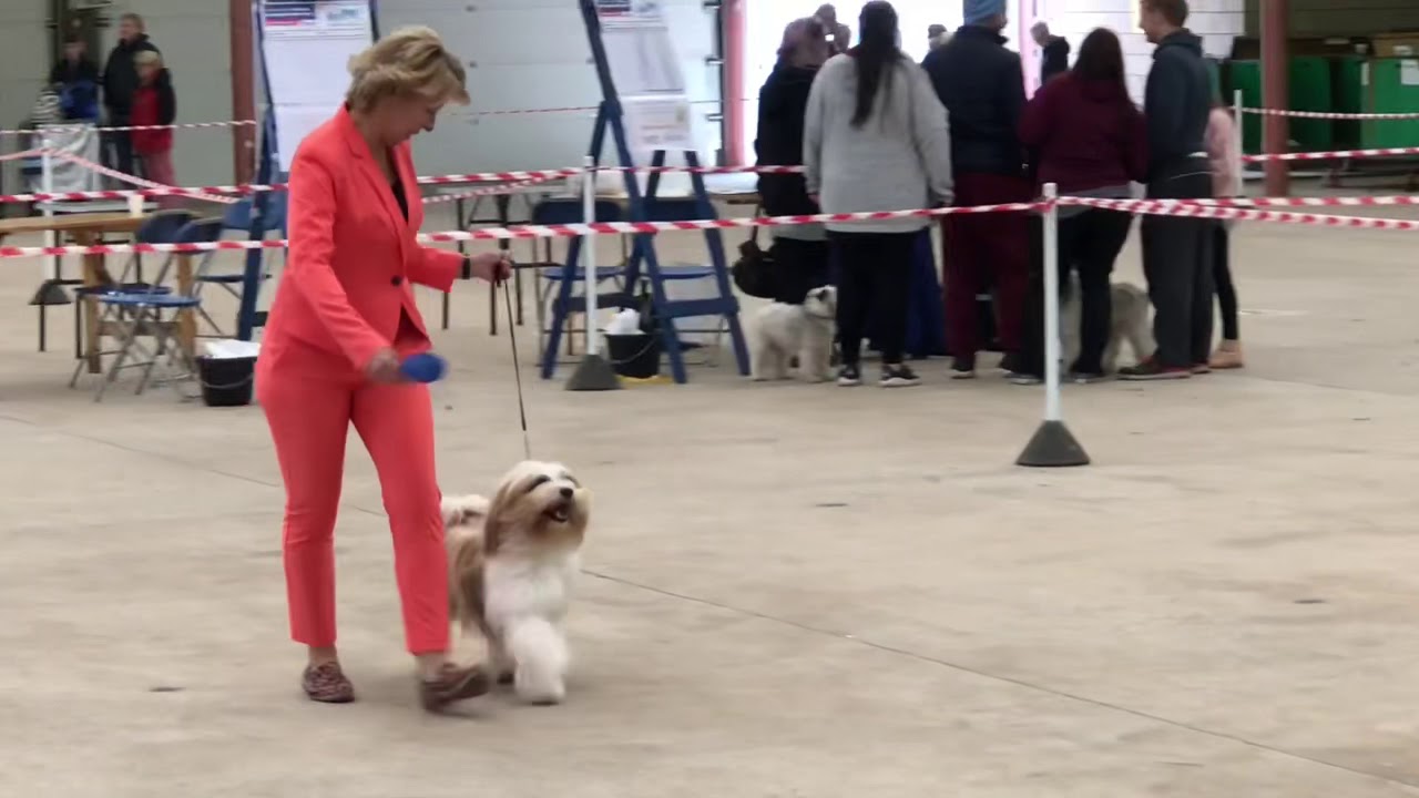 Araki Tibetan Terriers. Crufts 2019 prequel