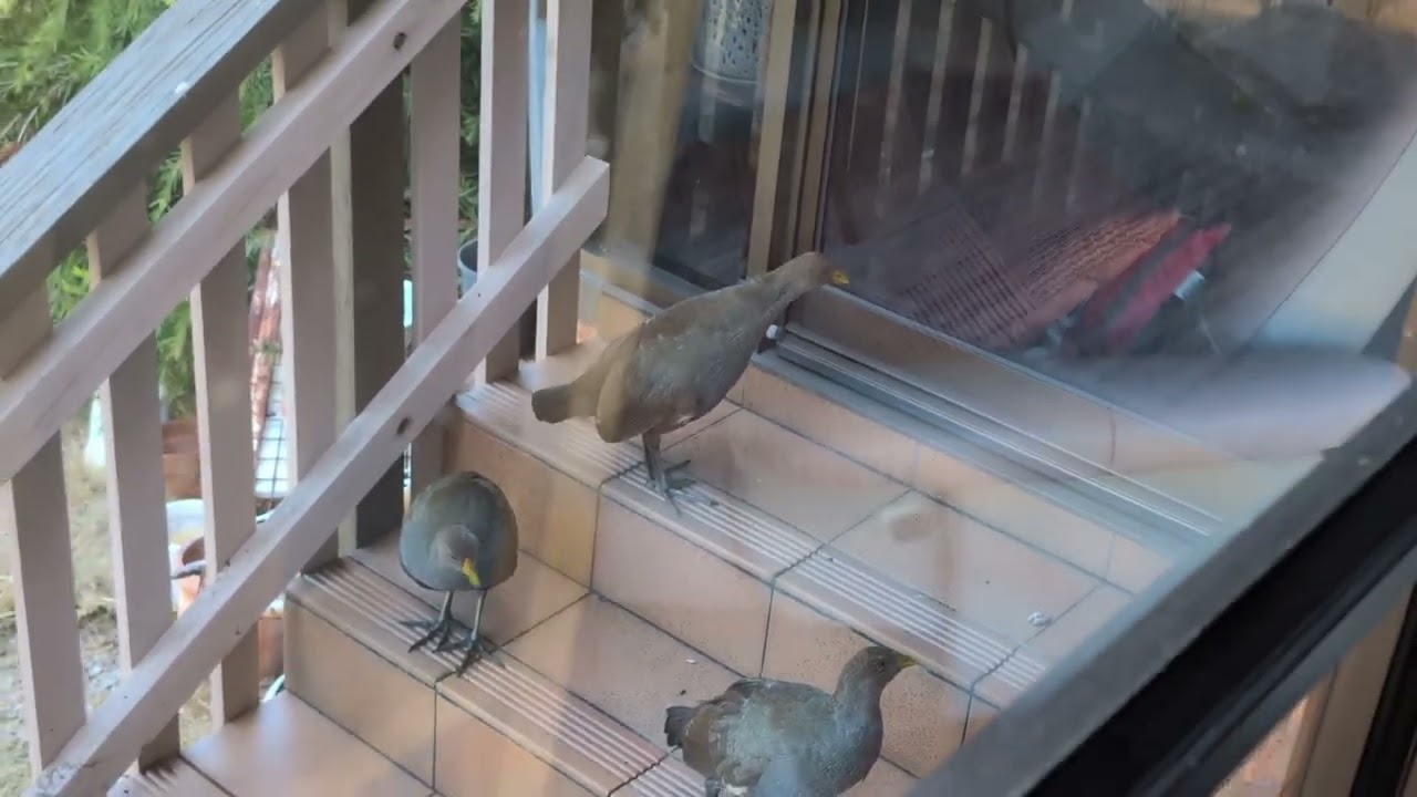 turbo chooks outside the lounge window #countryliving #tasmania