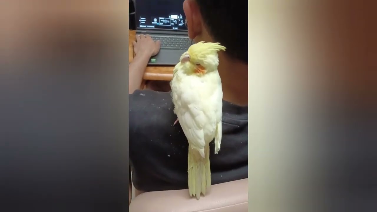 2025/Cockatiel in Australia 🦘 oiseau de compagnie/Haustier Vogel/uccello domestico/baby pet bird