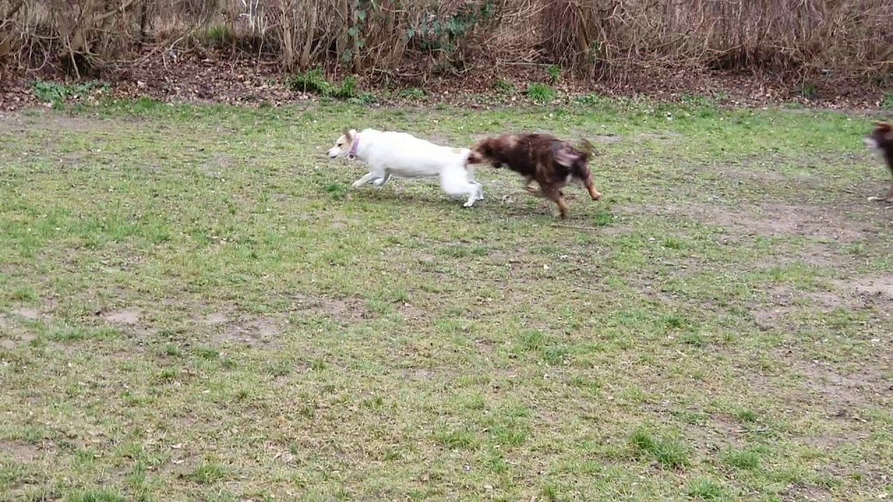 Ella im Jagdspiel
