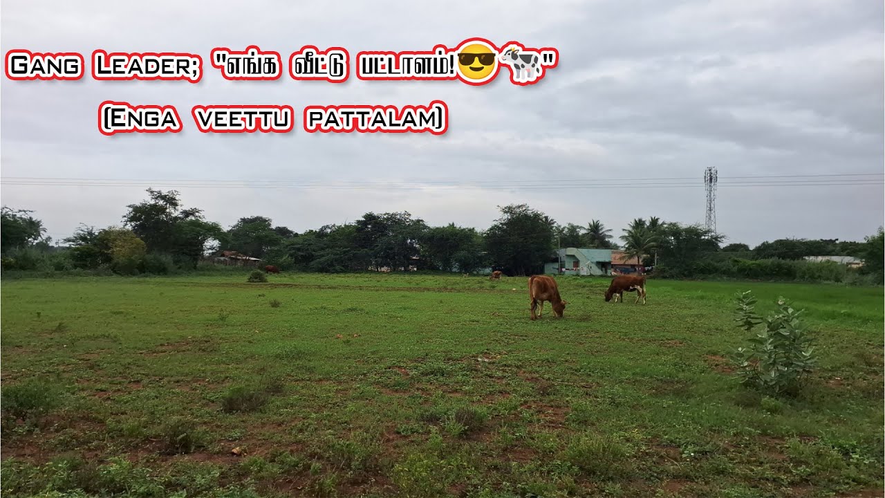 எங்கள் வீட்டு லட்சுமி! 🐄 காட்டுல மாடு மேய்த்தல் | Cattle Grazing Vlog