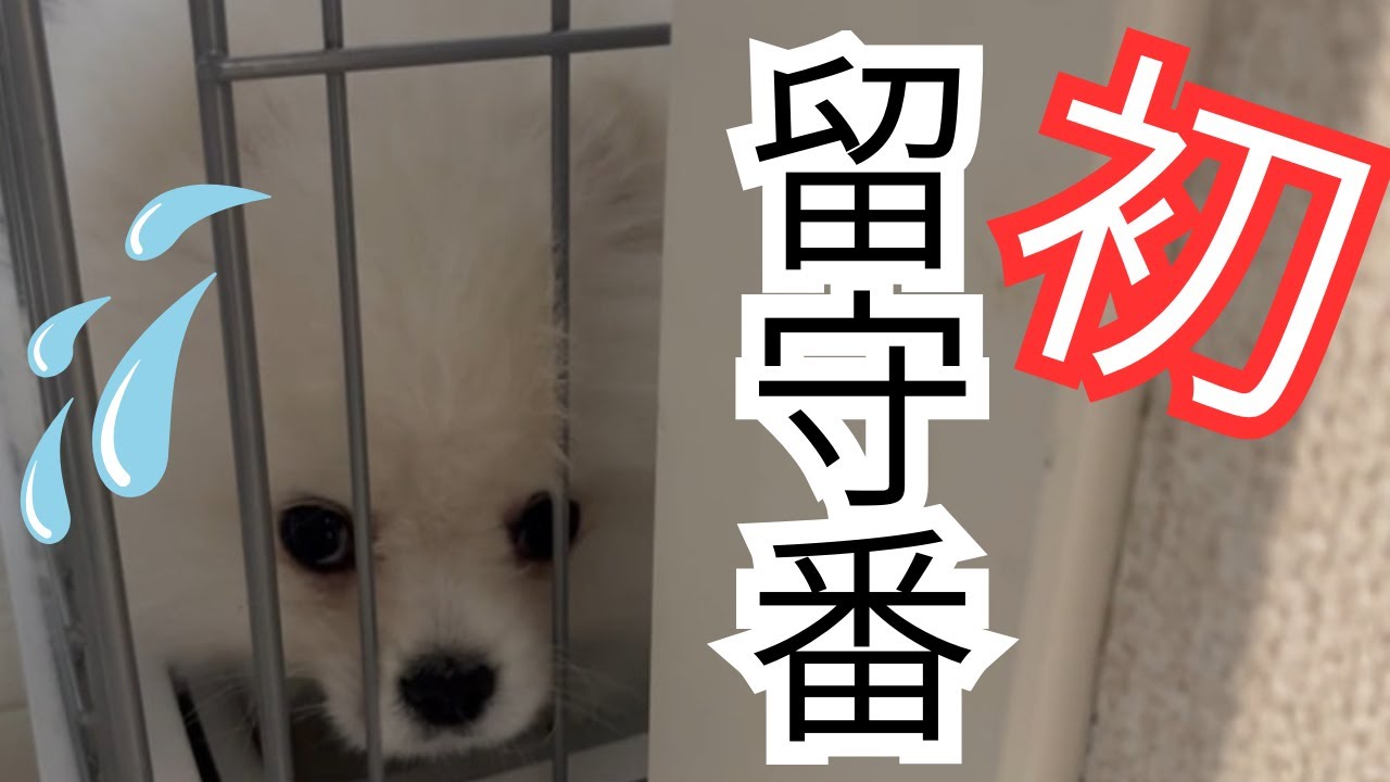 【初留守番】白ポメ子犬のリアルな様子をペットカメラで見守りました
