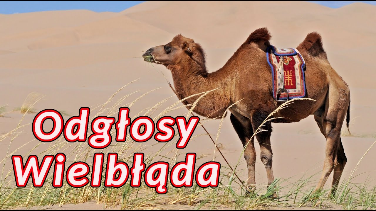 Odgłosy Wielbłąda