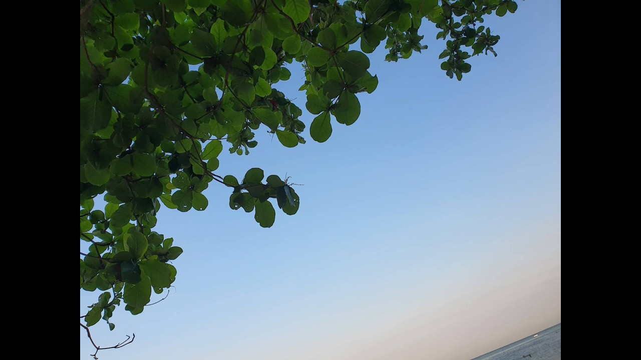 Morning Ocean Waves & Smooth Jazz | Calm Beach Ambience for Focus &  Study