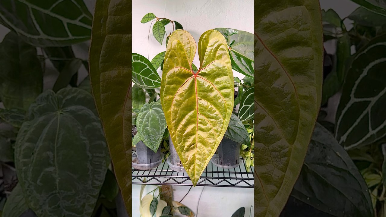 Anthurium Ingrid de Portill 