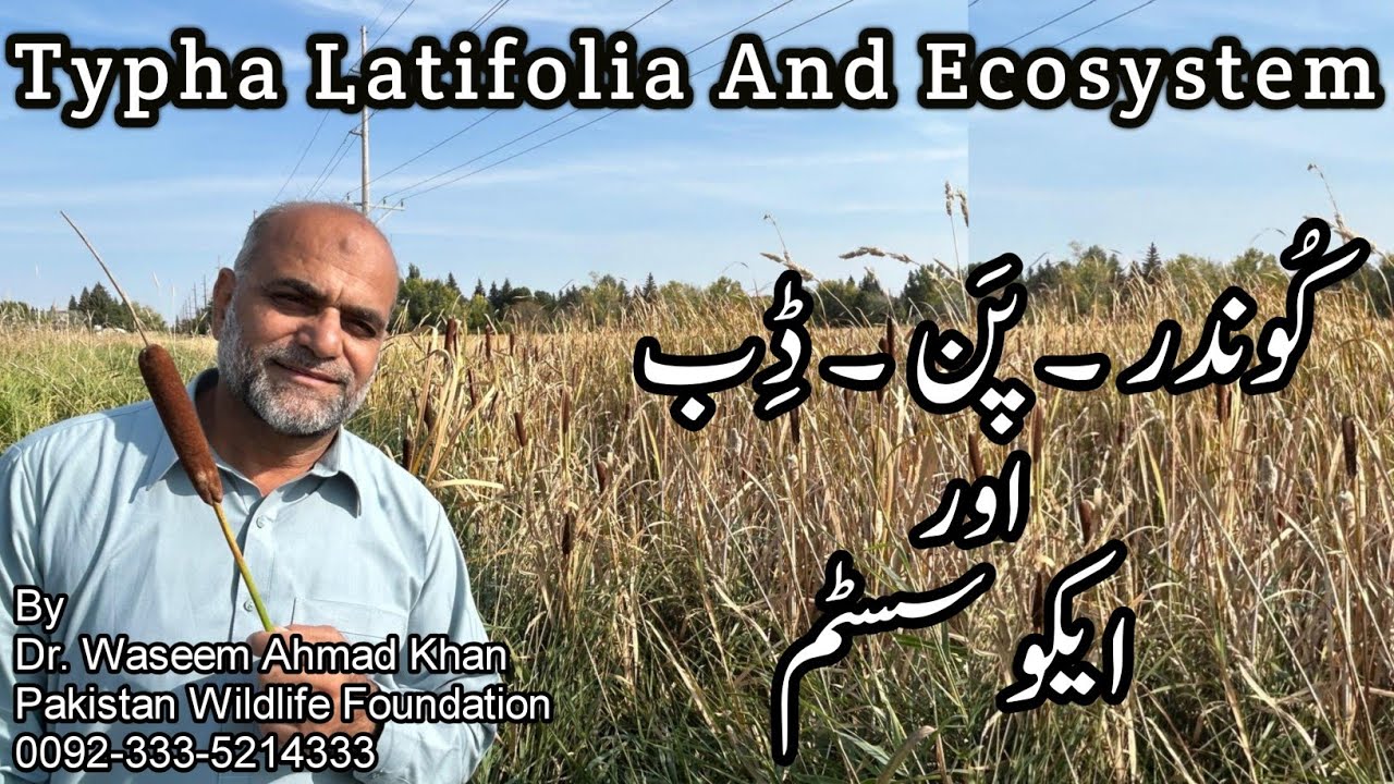 Typha Latifolia And Ecosystem | How Food Chains Work In Ecosystem
