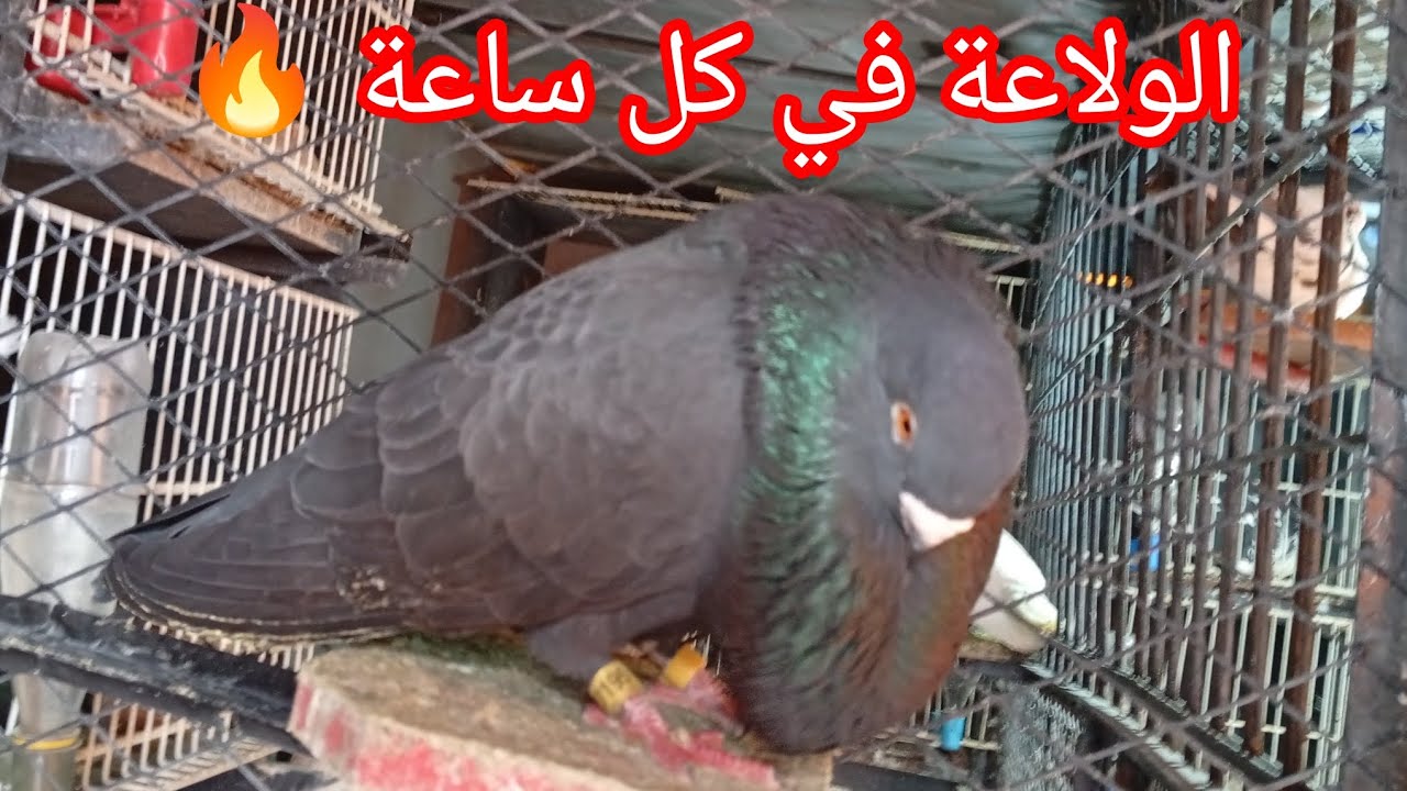 توليعة جديدة👌 داخل السجنة #تحياتي لجميع الموالع♥️🇲🇦👍👍🕊️#اكسبلور  #pigeon  #طيور ...