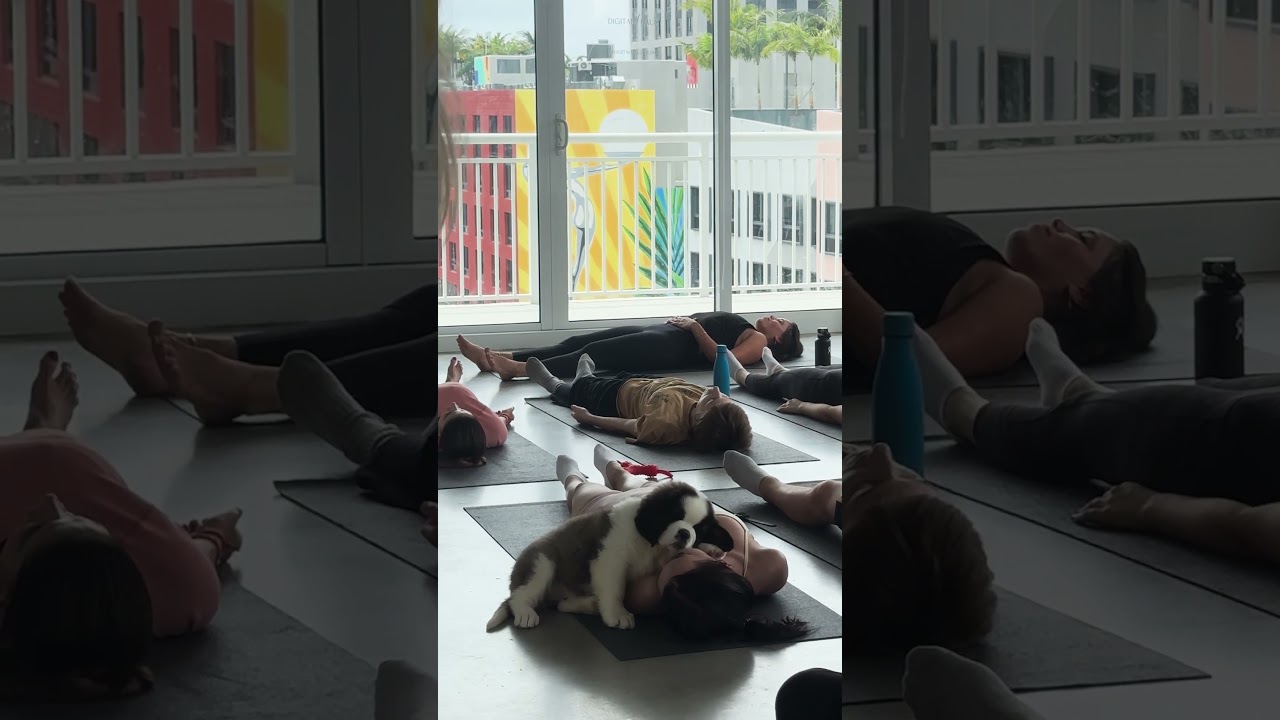 Bucket list: Puppy Yoga with St Bernard Puppies ✅ 🥲 #puppy #stbernard