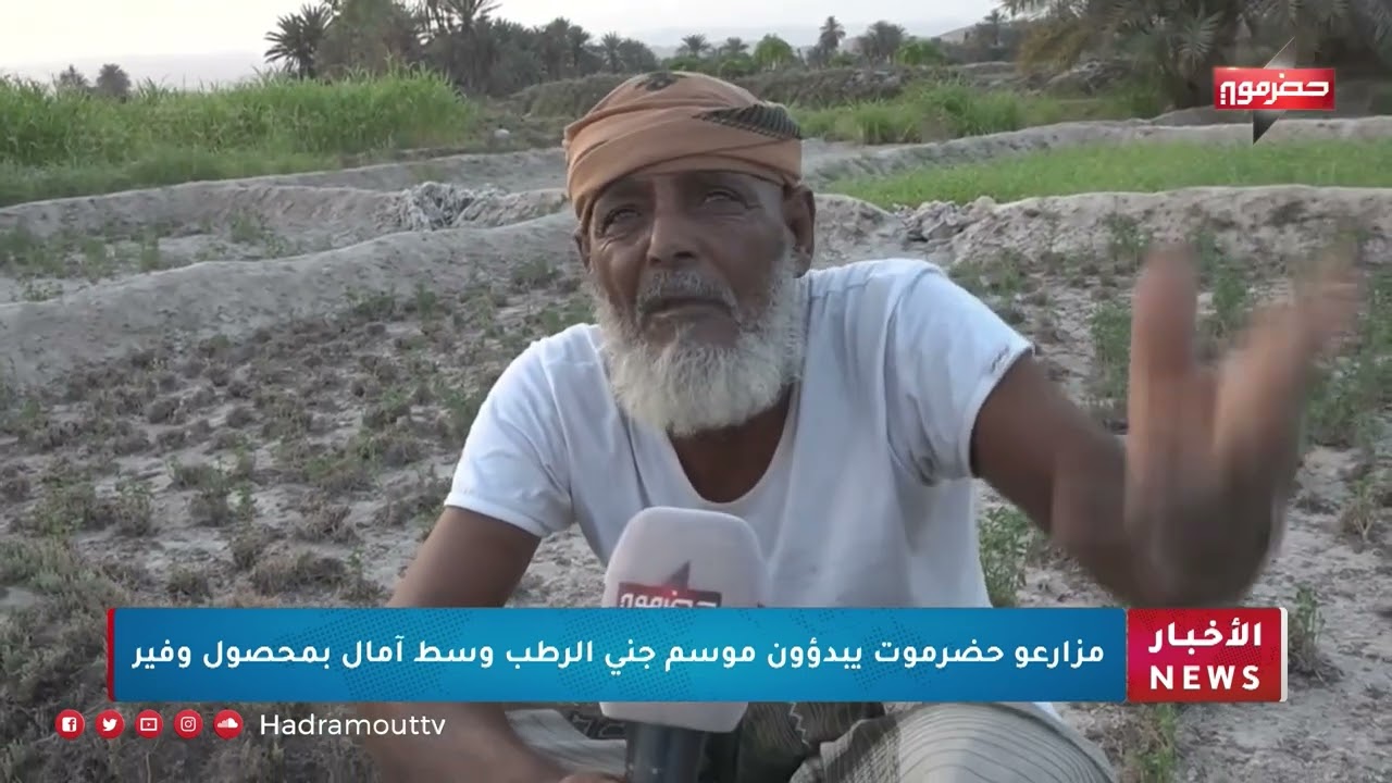 مزارعو حضرموت يبدؤون موسم جني الرطب وسط آمال بمحصول وفير