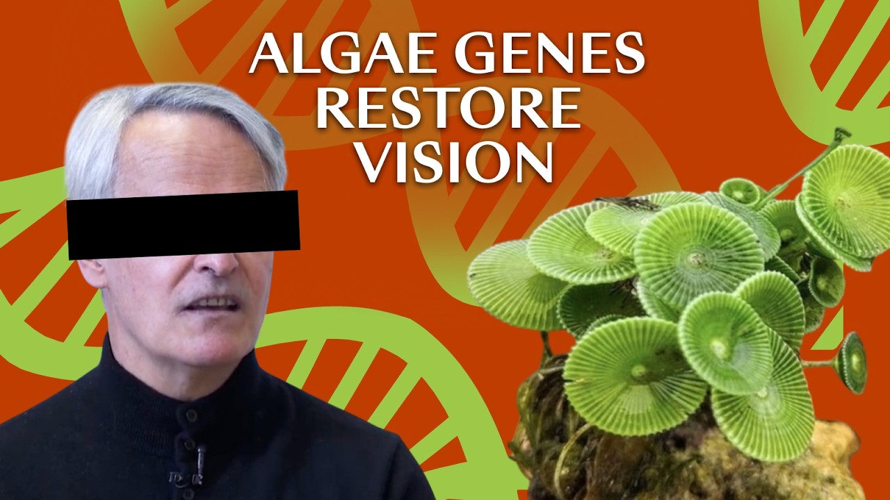 How a crazy idea of one scientist made the blind see again