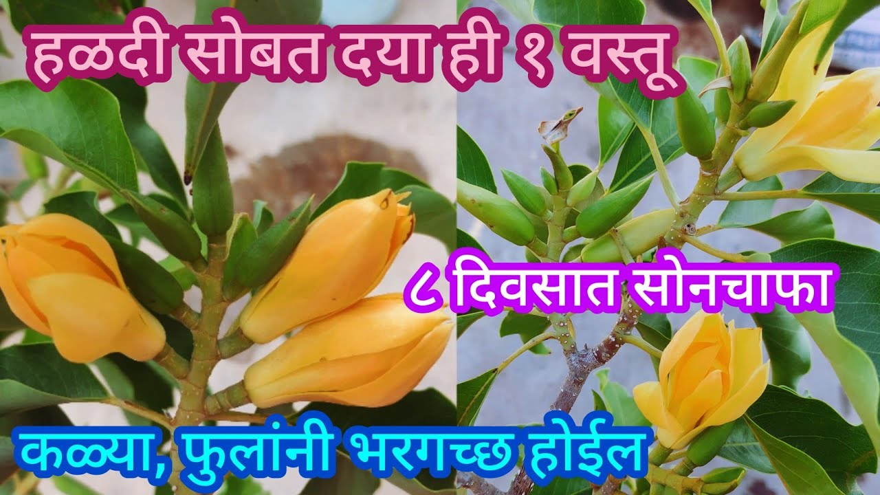 या २ वस्तूंच्या वापराने सोनचाफा कळ्या फुलांनी भरगच्छ होईल||Organic fertilizer||#spgardeningmarathi