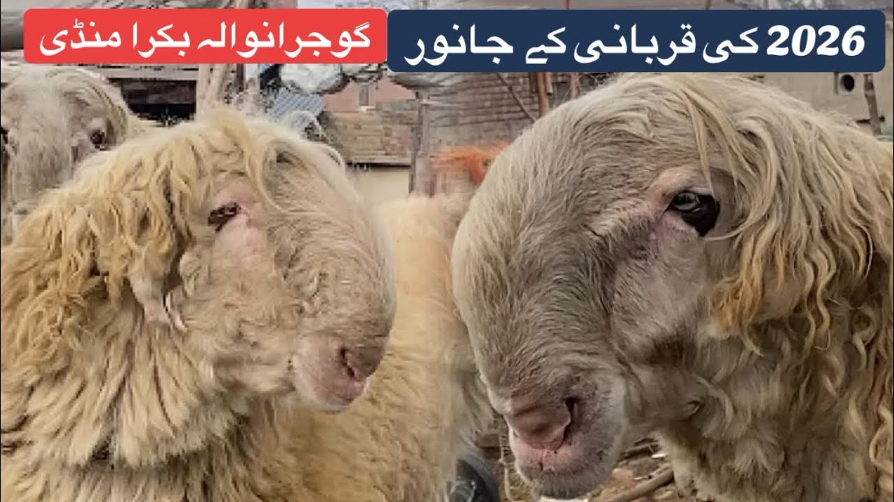 2026 ki eid k liye mundra aye gujranwala bakra mandi ma♥️