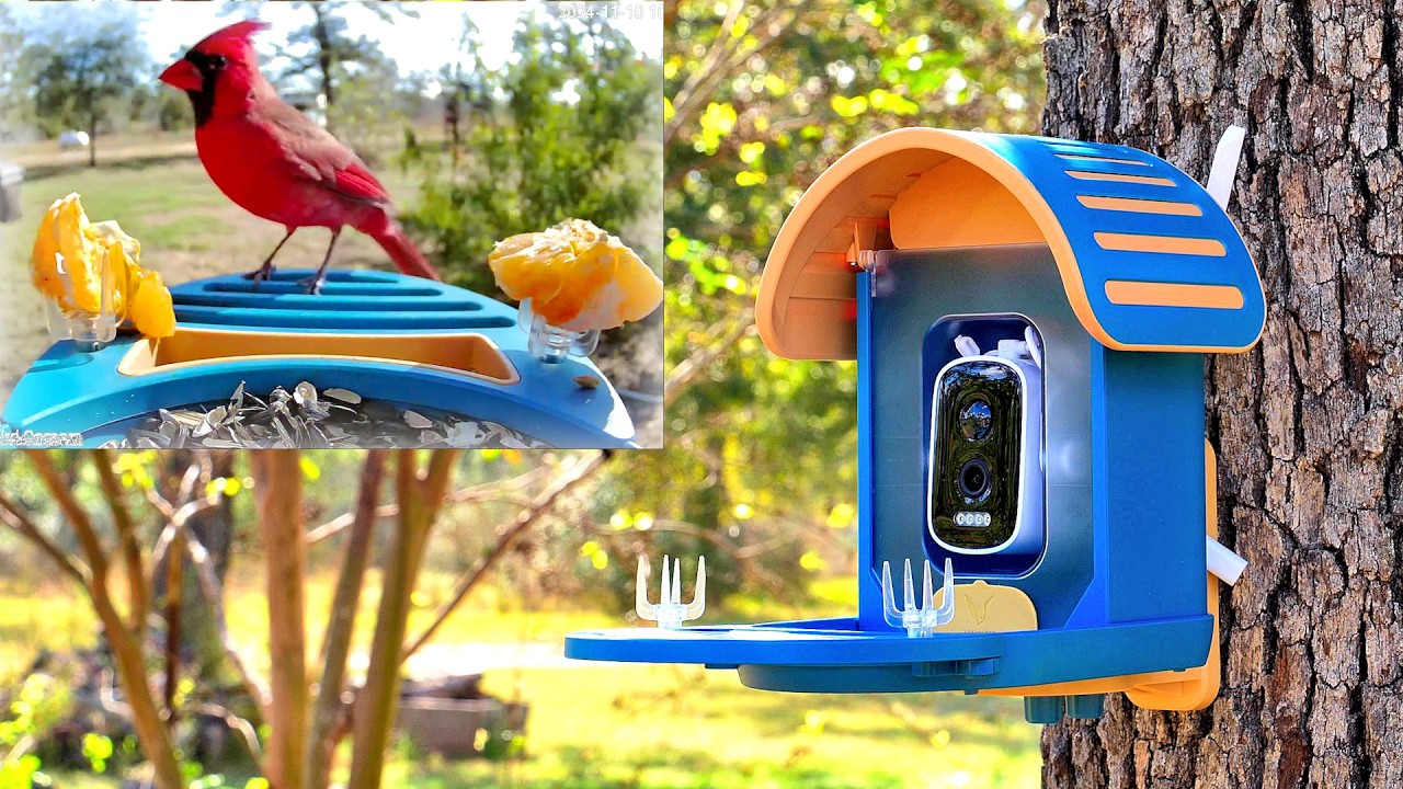 🐦 Video Camera Bird Feeder by Vinguys. Amazing Footage!