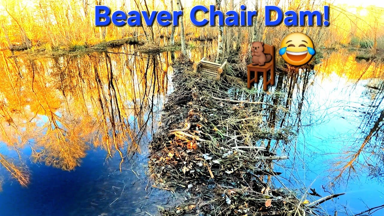 Beaver Almost Caught Us On His House! || Beaver Dam Removal In Beaver Chair Dam Area S1 EP.1!