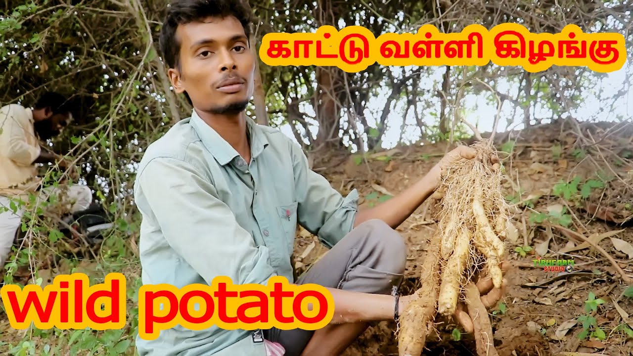 wild potato | காட்டு வள்ளி கிழங்கு | TIRUFARM STUDIO