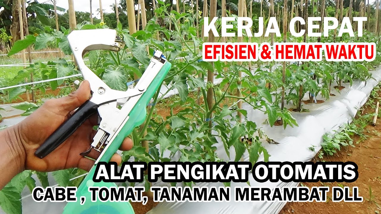 Petani Butuh Alat Canggih Ini !  Pengikat Tanaman Otomatis Kerja Cepat & Profesional
