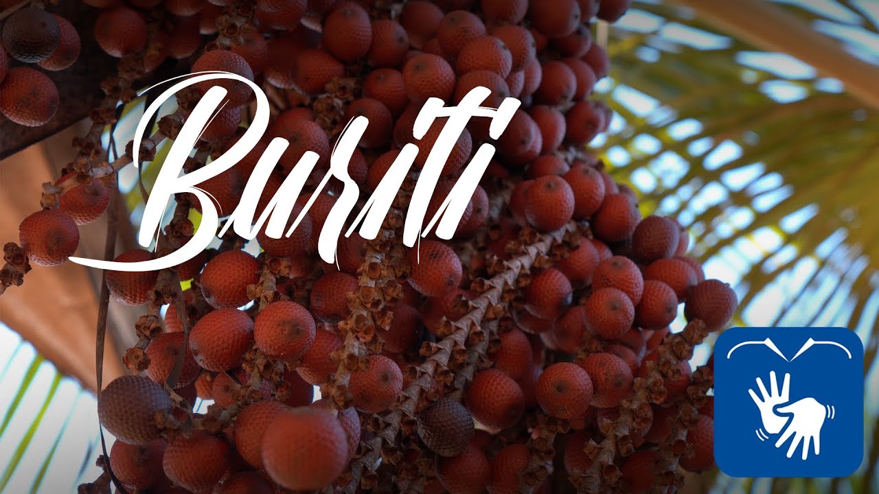 Buriti, árvore da vida!