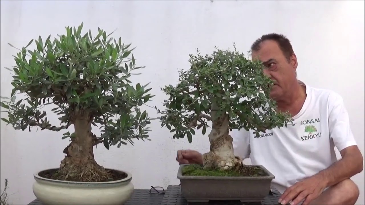 Olivos y Acebuches