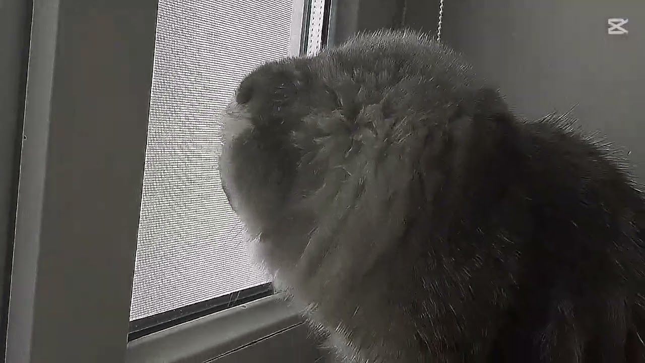 Первое поевление момо на ютубе : )