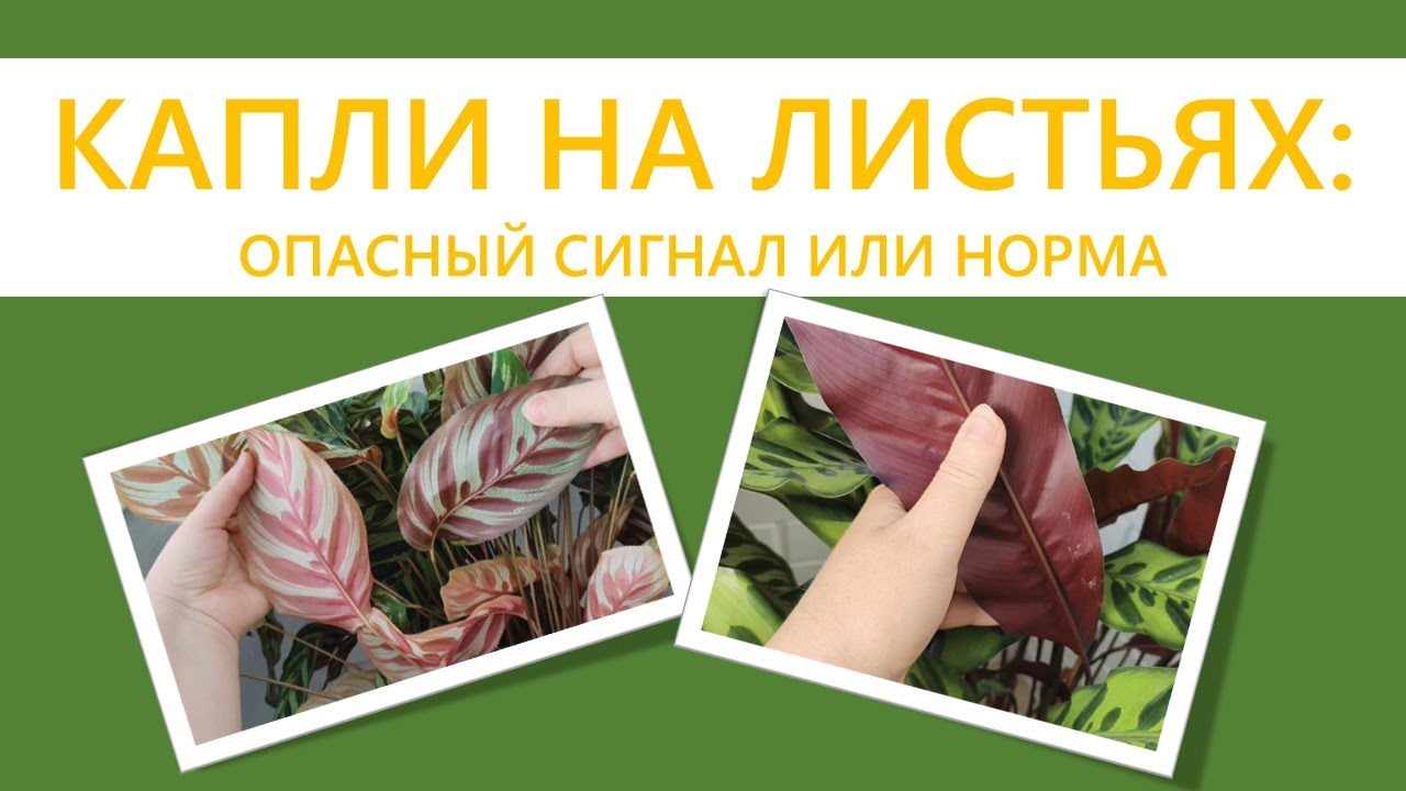 КАЛАТЕИ, СТРОМАНТЫ. Капли на листьях: гуттация или вредители?