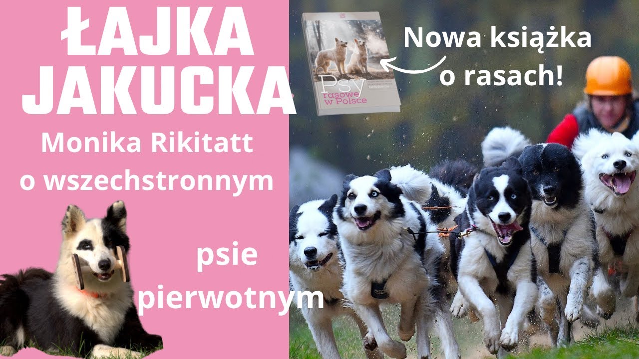 Łajki jakuckie - wszechstronne psy pierwotne. Monika Rikitatt - Z Grajdołka Demonów Słowiańskich