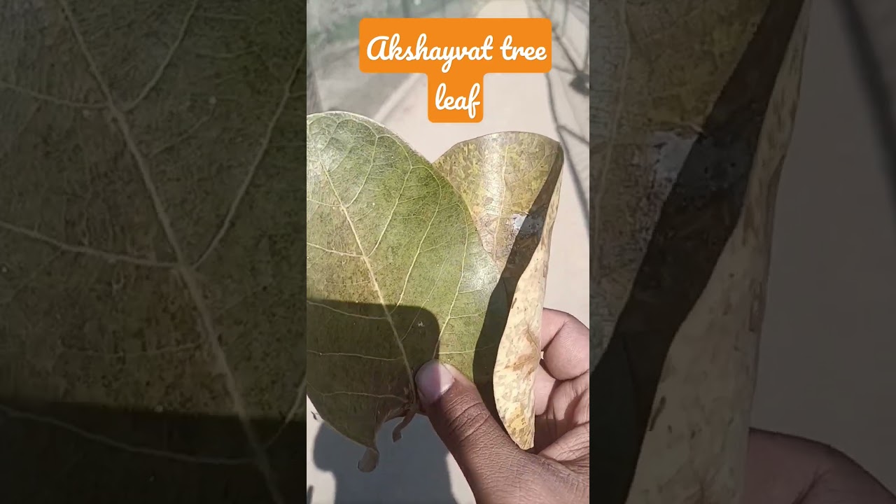 Akshayvat tree leaf , 300 year old