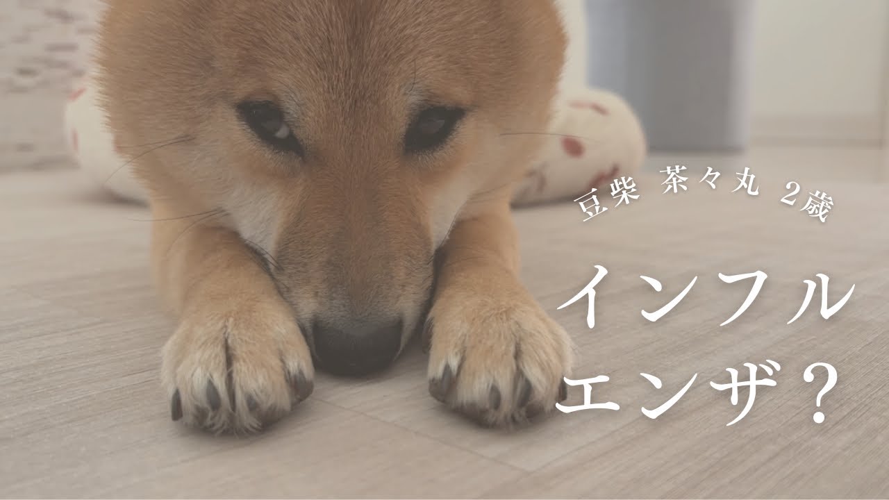【豆柴 茶々丸 2歳】バレンタインのチョコがもらえなくても気にしない柴犬