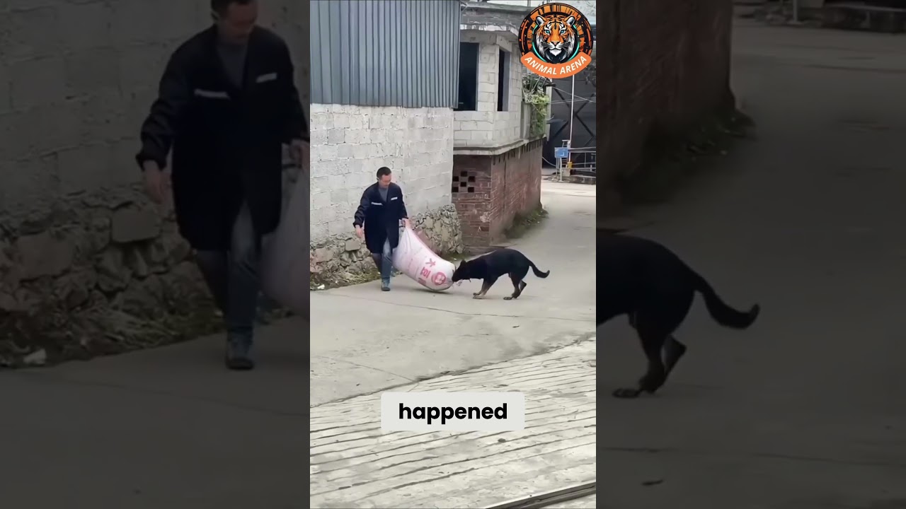 Преданность этой собаки растопит ваше сердце! 🐶❤️