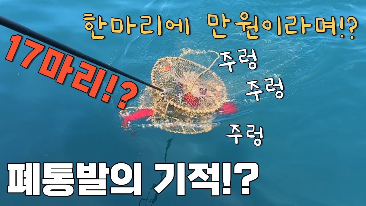 초대박! 이런 횡재!?폐 통발에 17마리가 모지...!? 한꺼번에?