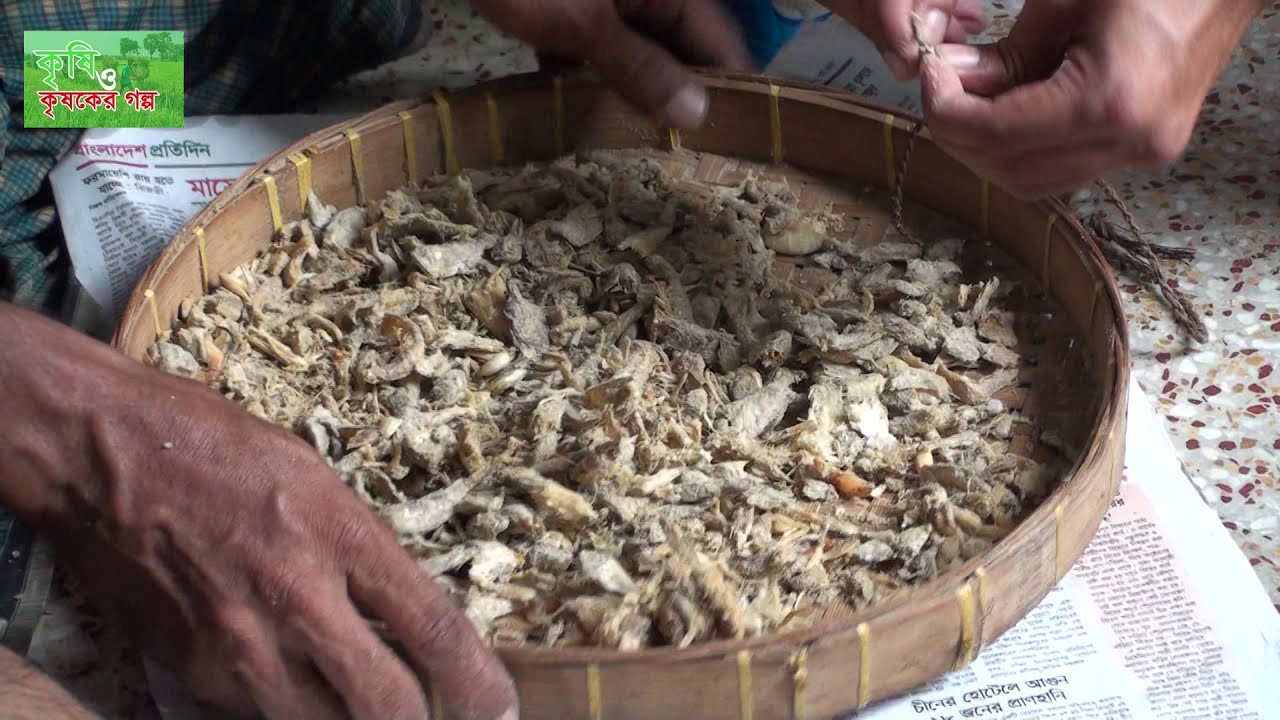 শোল মাছের শুটকি খাবার - snakehead fish feeding