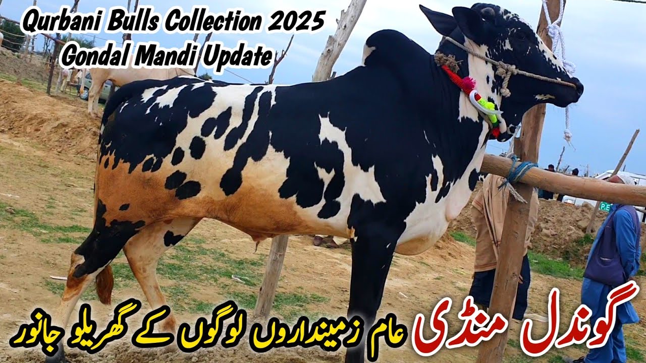 Gondal Mandi Attock Latest Update 10 March 2025 | Qurbani Bakra Eid Collection Desi Bulls