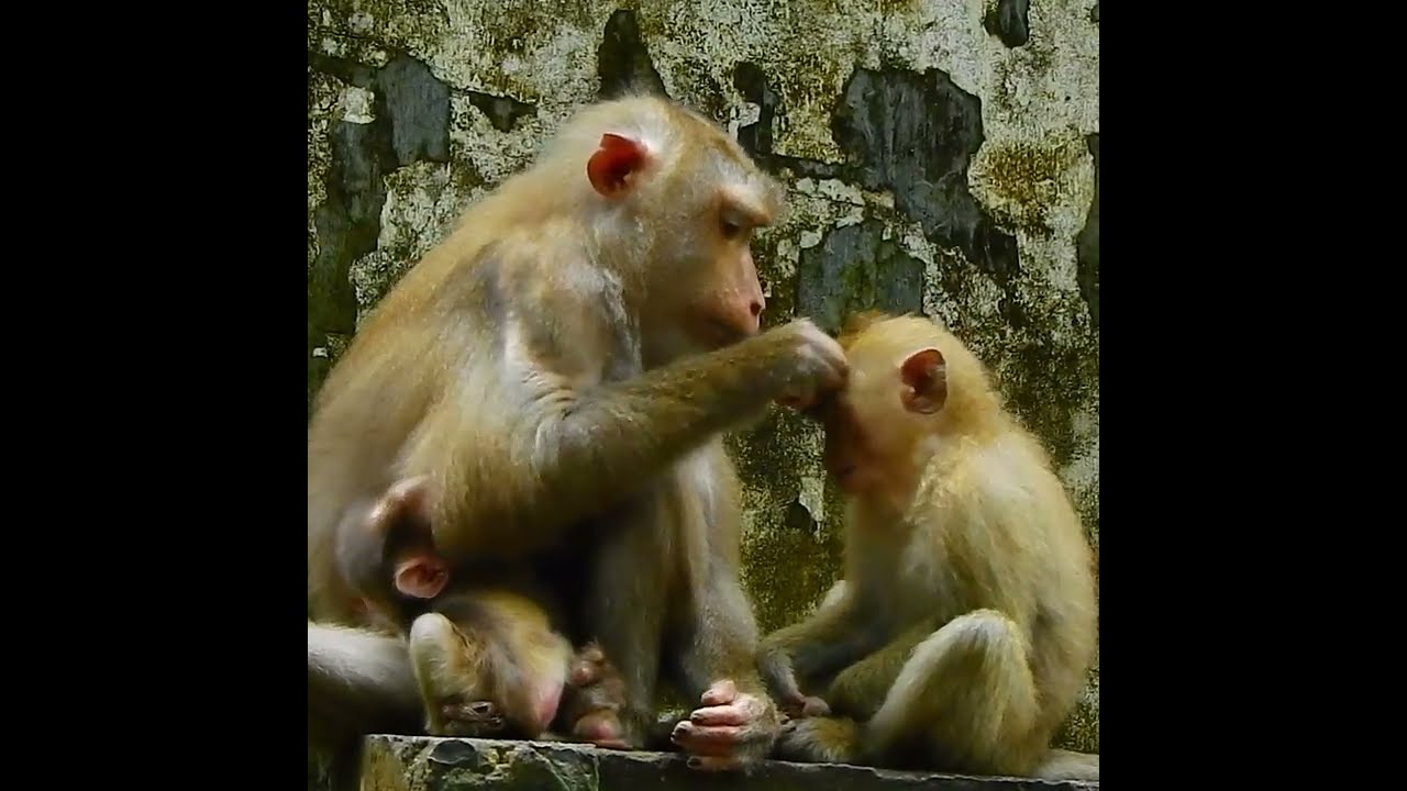 Monkey Shorts 2023/
