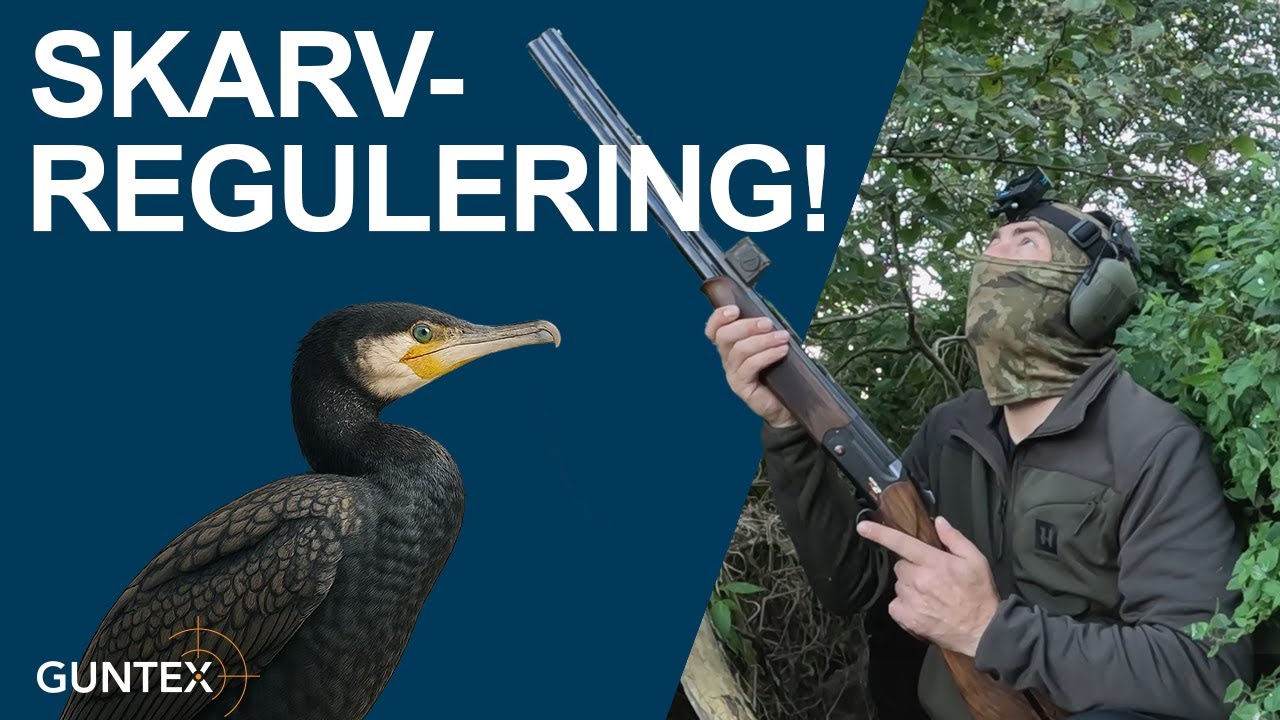 Skarvregulering! Med Aimpoint Acro S2, Fabarm & Kent Fasteel Magnum Patroner