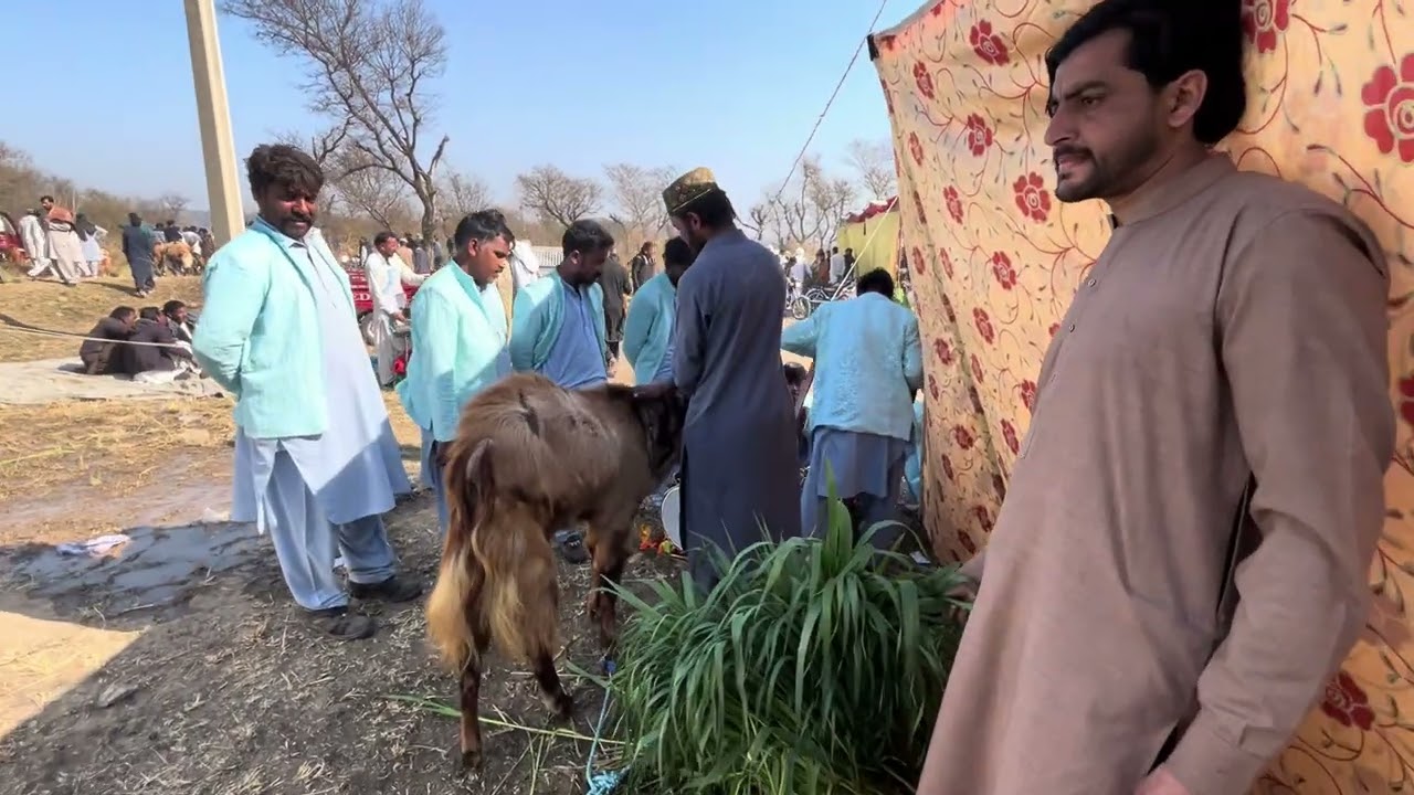 بیتل بھلوال بکریوں کا نمائشی میلہ سر صوبہ شاہ | All Pakistan Azad Kashmir Beatle Goats Mela