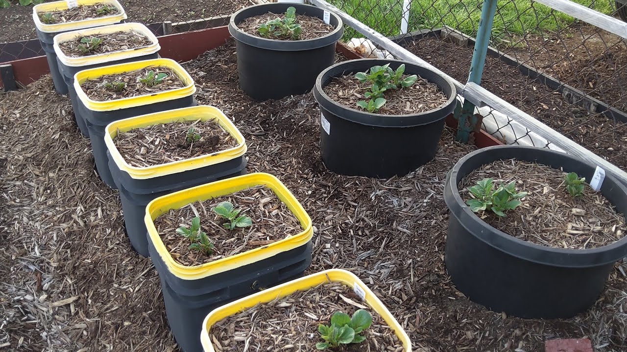Garden Update 4/18/24