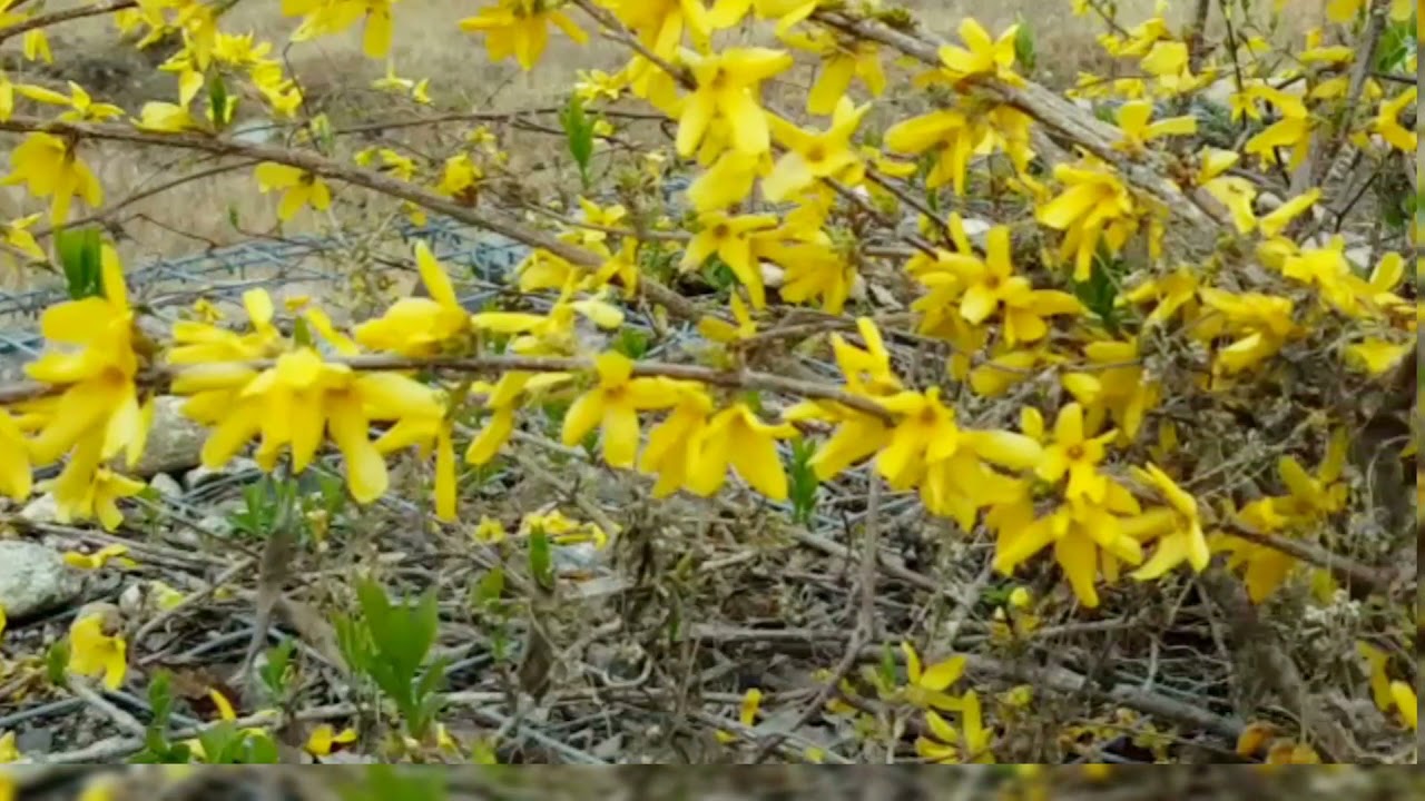 SOUTH KOREA SPRING SEASON  APRIL 2021