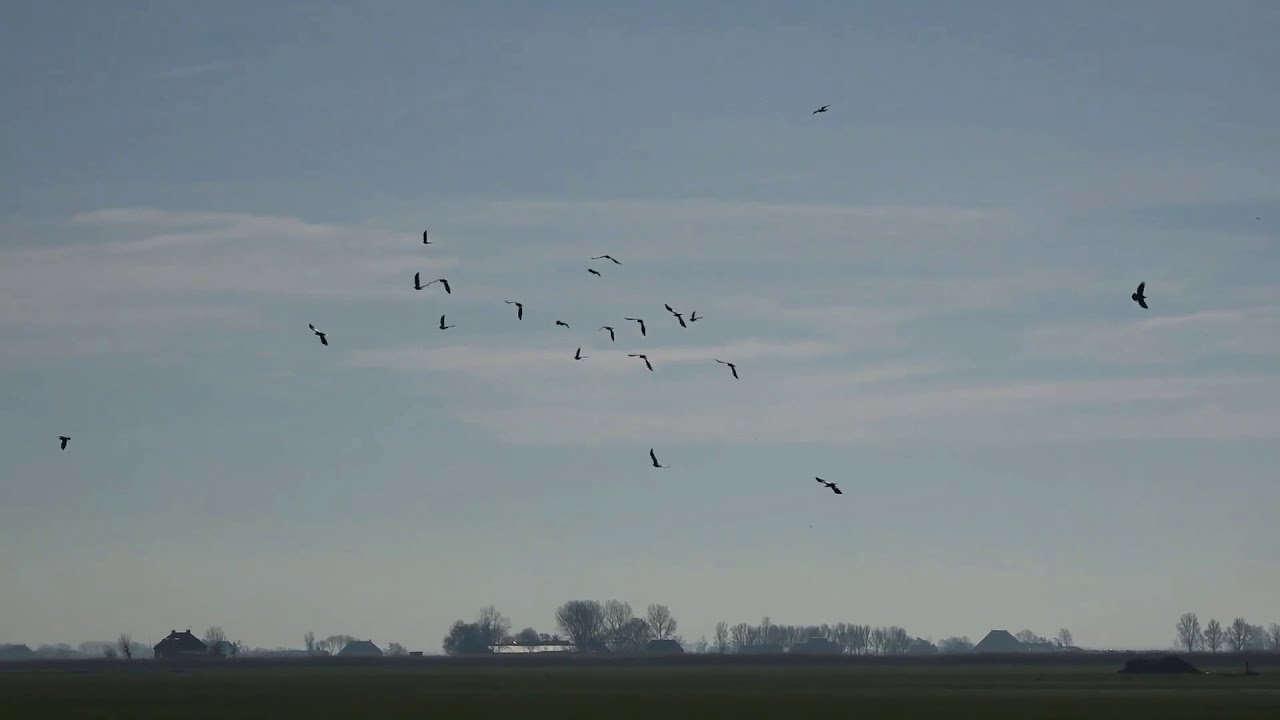 Avibird birdcontrol