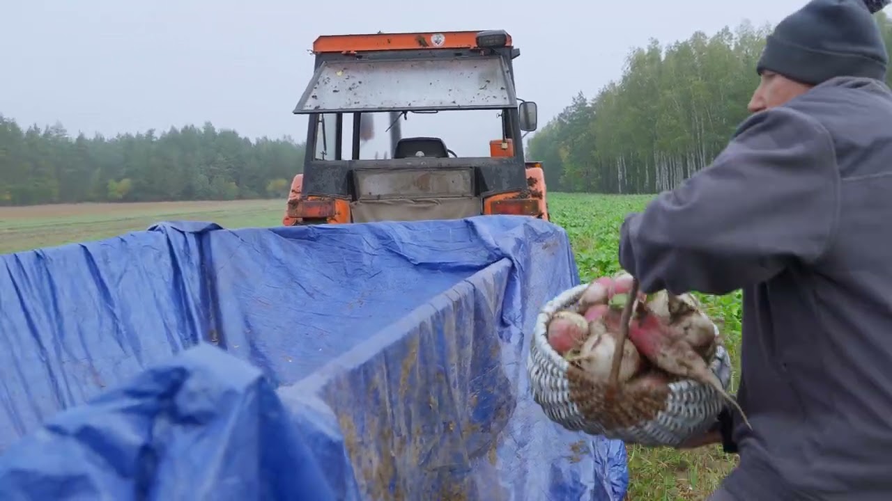 Jak wyrosła rzepa Czy Andrzej będzie zadowolony z plonów Gienek Andrzej Jarek Rolnicy z Podlasia