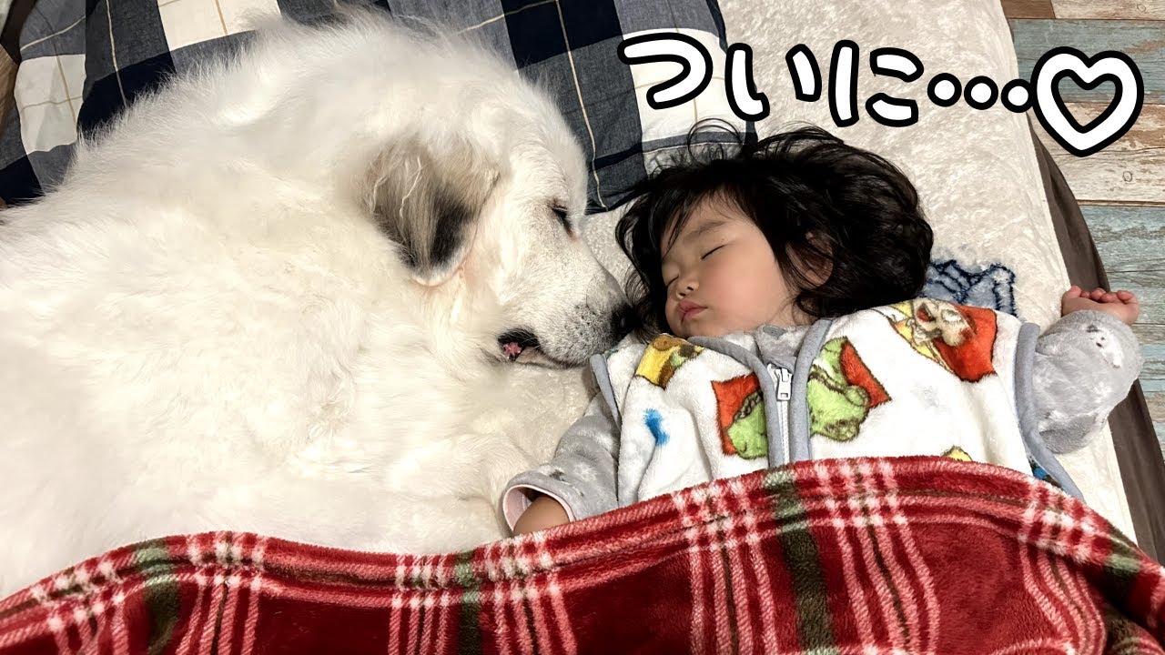 【祝♡】眠っている２歳児を起こさないようにそっと近づき一緒に寝ちゃった超大型犬｜グレートピレニーズ&オールドイングリッシュシープドッグ&トイプードル