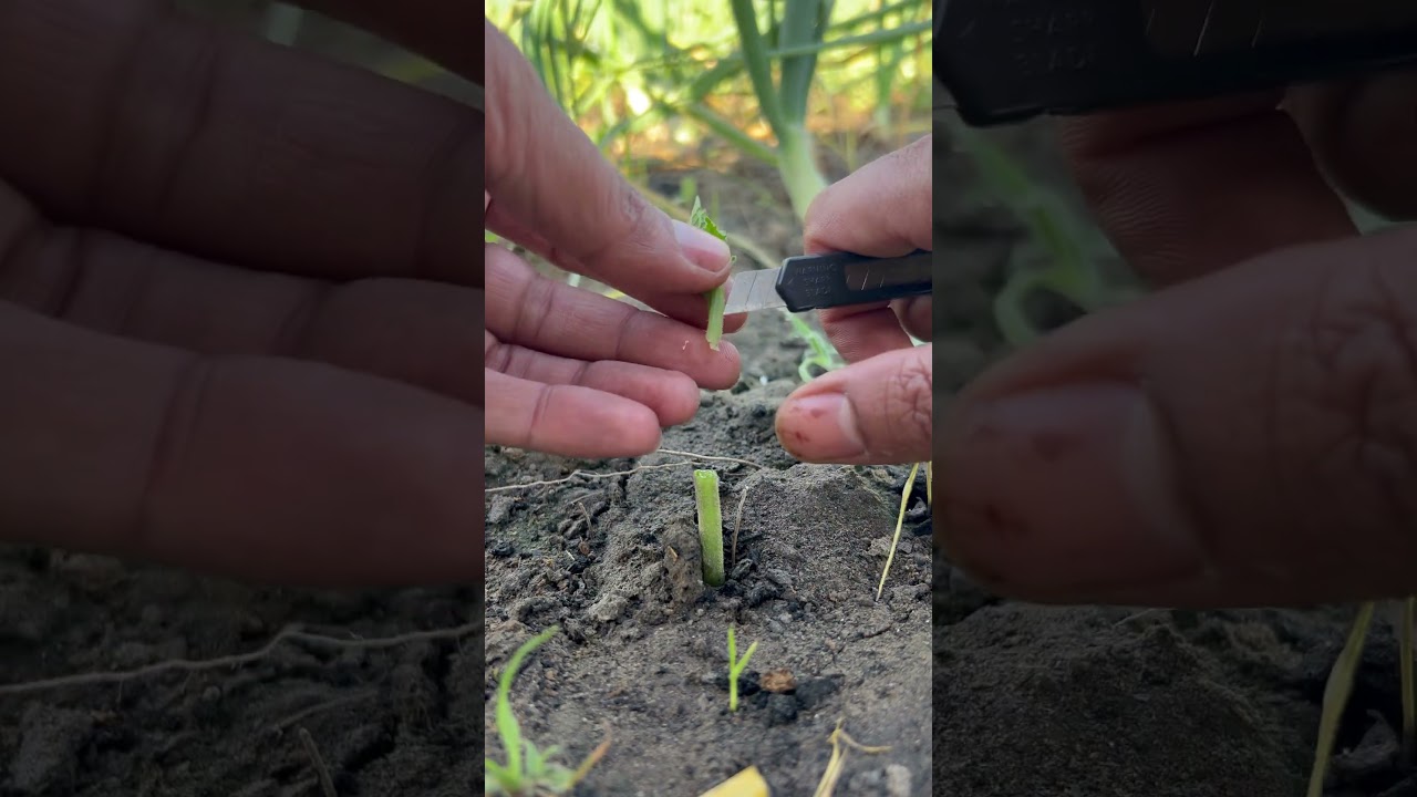 Seeds cutting and garfting 🌱 #shorts