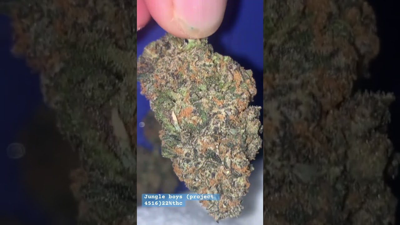 Jungle boys (project 4516)22%thc